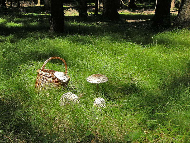 Ritrovamenti del 19 luglio.